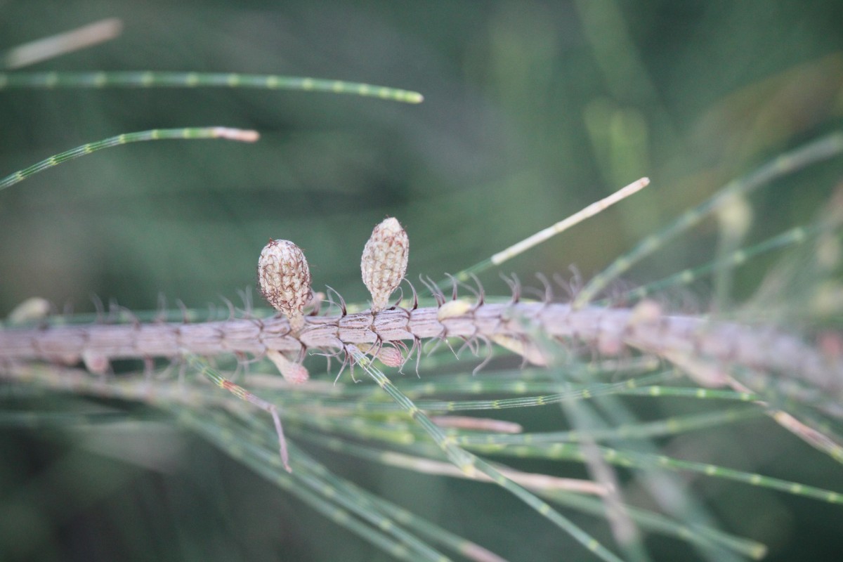 Casuarina equisetifolia L.